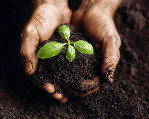 Homem segurando planta